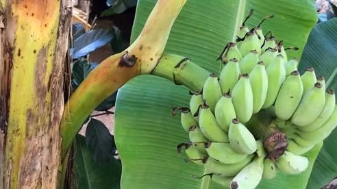 Kỳ lạ chuối trổ buồng từ giữa thân cây ở Đồng Tháp