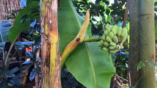 Thay vì trổ buồng từ đọt thì buồng chuối này trổ từ giữa thân cây