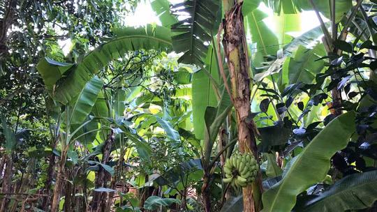 Trong vườn nhà có nhiều cây chuối xiêm, nhưng chỉ có cây này trổ buồng kỳ lạ