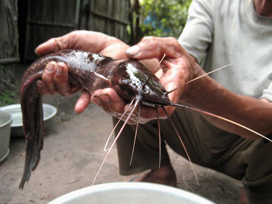 Không ngờ giữa bốn bề nước biển, Phú Quốc lại có loài cá trê độc, lạ hình ảnh 4 khong ngo giua bon be nuoc bien, phu quoc lai co loai ca tre doc, la hinh anh 4