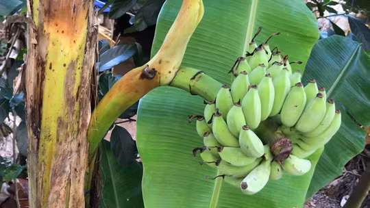 Buồng chuối có 5 nải, mỗi nải có khoảng chục trái