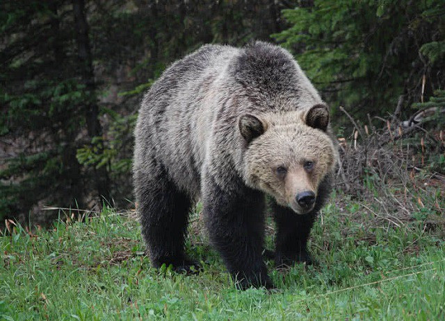 Top 10 loài động vật khỏe nhất hành tinh - ảnh 3