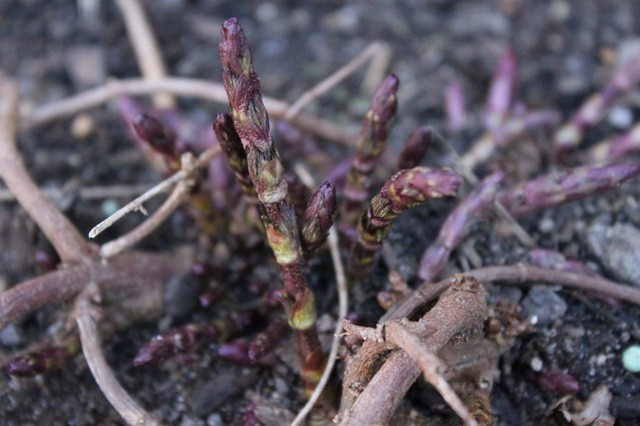 Bật mí về loại rau đắt nhất hành tinh, 26 triệu đồng/kg Bật mí về loại rau đắt nhất hành tinh, 26 triệu đồng/kg