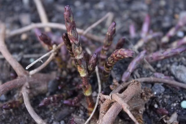 Bật mí về loại rau đắt nhất hành tinh, 26 triệu đồng/kg Bật mí về loại rau đắt nhất hành tinh, 26 triệu đồng/kg