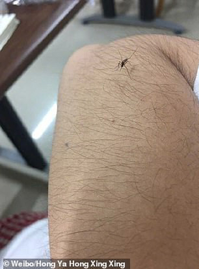 Cô gái với tấm