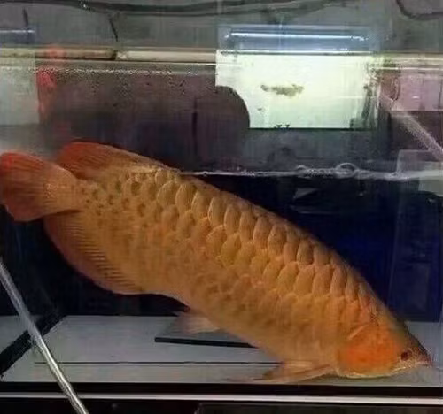 Con cá rồng đắt đỏ.