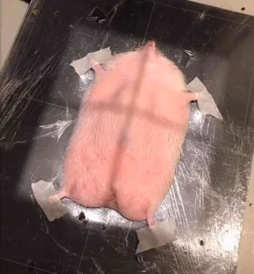 Nhím chụp X-quang.