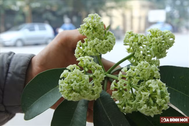  Hoa sữa có vô dụng như chúng ta tưởng tượng??? 