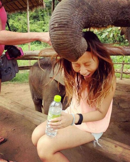 Lời chào cuồng nhiệt của voi.