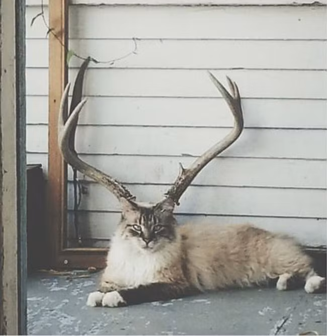 nhung hinh anh de khien chung ta "nhin ga hoa cuoc" hinh anh 3