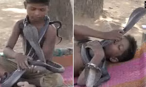 Cậu bé 7 tuổi kết thân, tắm và ngủ với rắn hổ mang