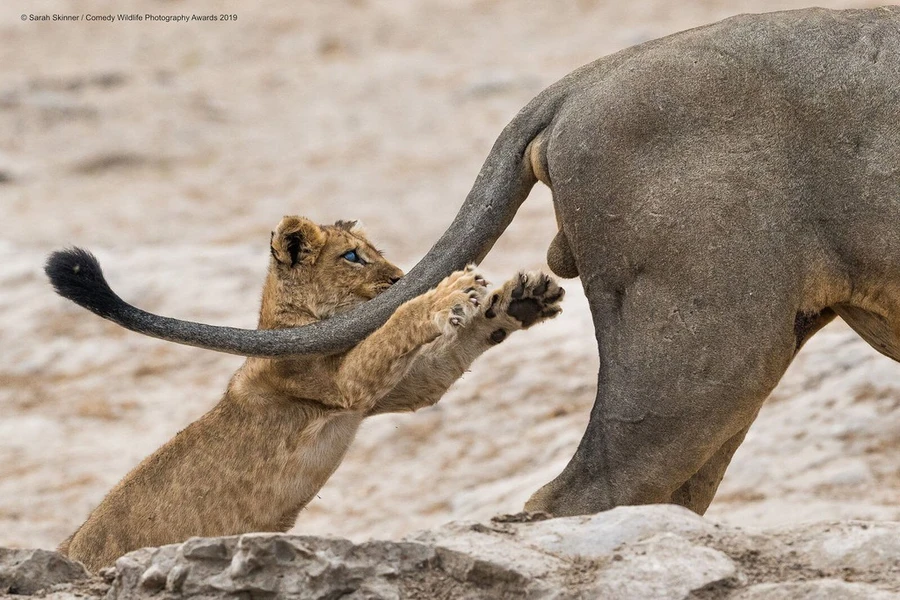 Bức ảnh “Chụp lấy...!” của nhiếp ảnh gia Sarah Skinner đã giành giải cao nhất của cuộc thi Comedy Wildlife Photography 2019.