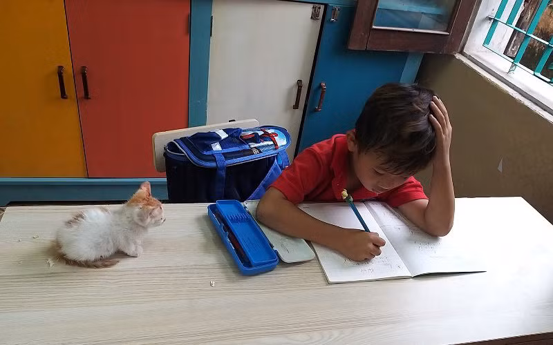 Cậu bé Kỳ Phong mang mèo đi học.