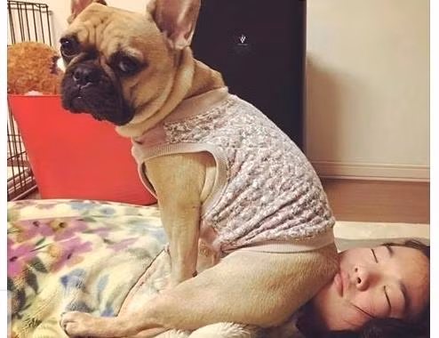 Lại thêm chú chó “like a boss” khiến netizen không nhịn được cười