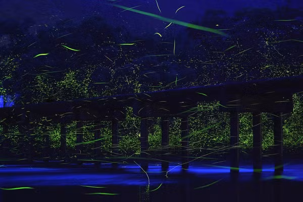 hinh-anh-dep-khong-ty-vet