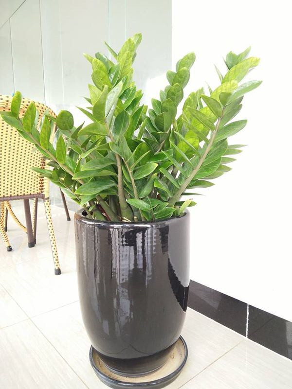 4 vật phong thủy đánh thức tài vận 3 tháng cuối năm, tiền ào ào tiêu không hết ảnh 3 4 vat phong thuy danh thuc tai van 3 thang cuoi nam, tien ao ao tieu khong het - 4