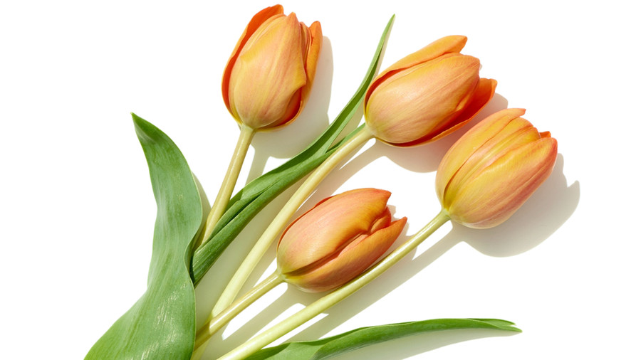 Tulip là loài hoa phổ biến nhất được tặng vào ngày Quốc tế Phụ nữ.