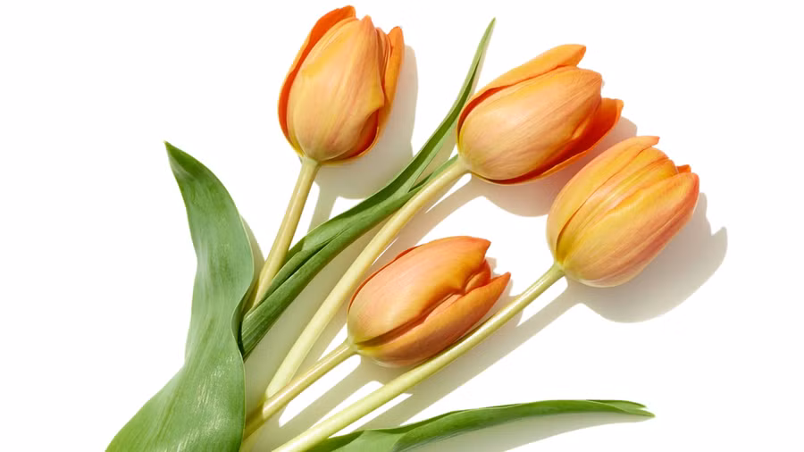 Tulip là loài hoa phổ biến nhất được tặng vào ngày Quốc tế Phụ nữ.
