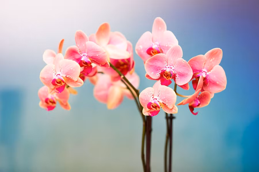 Hoa lan là một trong những loài hoa đẹp nhất trong dịp 8/3.