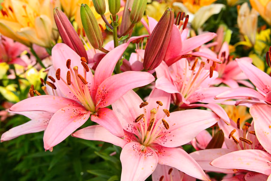 Hoa ly tượng trưng cho nữ tính, vẻ đẹp, tình mẫu tử và niềm đam mê.