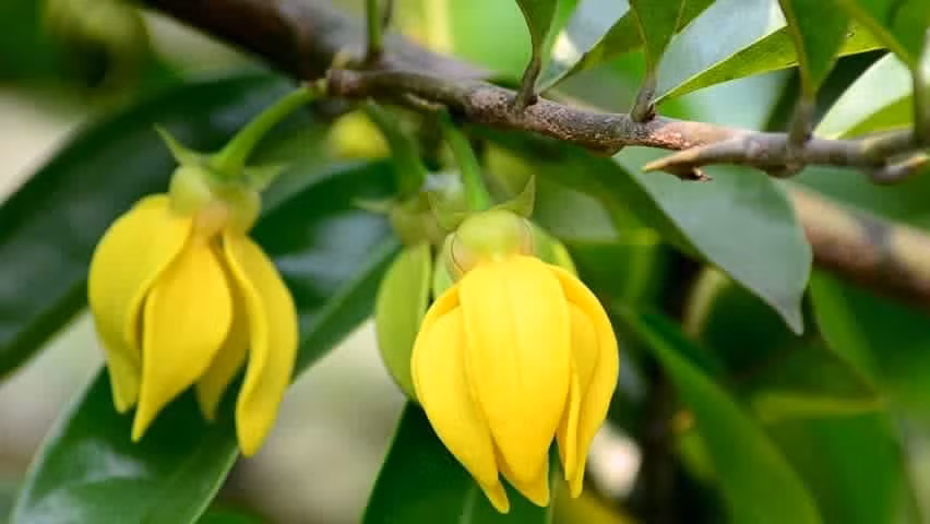 7 loại hoa tuyệt đối không bày trên ban thờ ngày Tết kẻo mất lộc ảnh 5