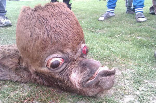 Cầu mắt lồi ra, hộp sọ biến dạng và hàm trên ngắn hơn hàm dưới.