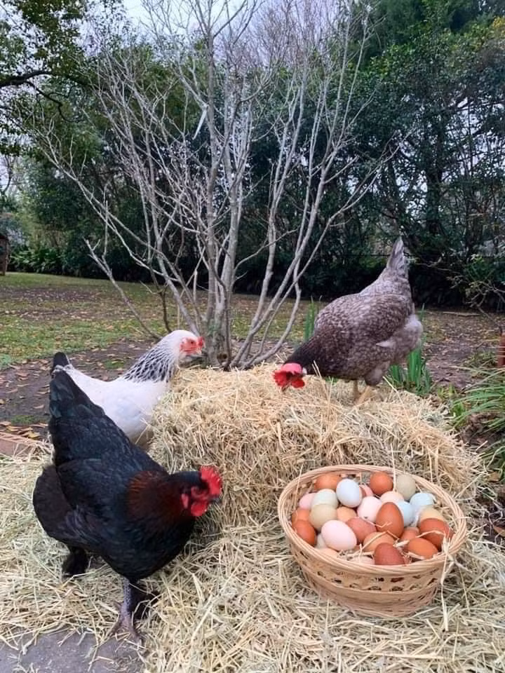 Rưng rưng cơm mới ảnh 1