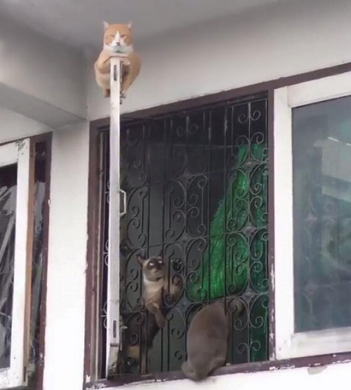 Nơi nguy hiểm nhất chính là nơi an toàn nhất. 10-anh-hai-hot-nhat-facebook-trong-ngay-5