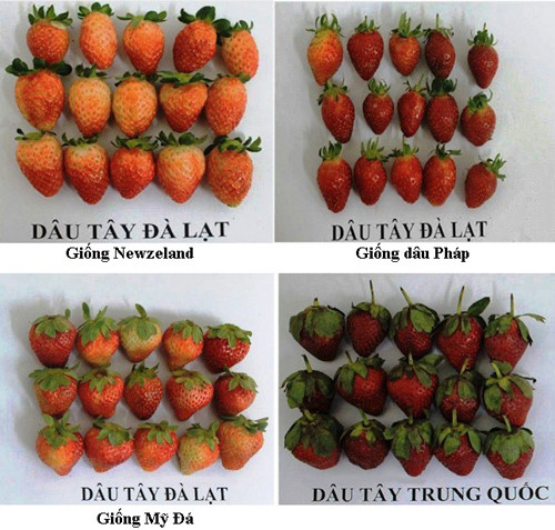 So sánh hình dạng các giống dâu tây Đà Lạt với dâu Trung Quốc. Ảnh: Chi Cục bảo vệ thực vật Lâm Đồng. So sánh hình dạng các giống dâu tây Đà Lạt với dâu Trung Quốc. Ảnh: Chi Cục bảo vệ thực vật Lâm Đồng.