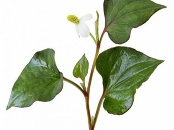 Bài thuốc trị viêm xoang nhiễm khuẩn