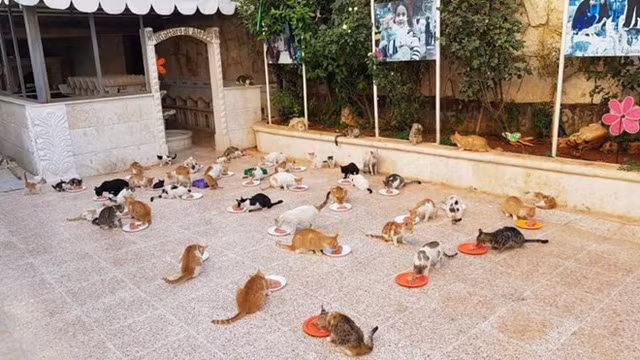(Nguồn: Alaa and house of Cats Ernesto in Aleppo)