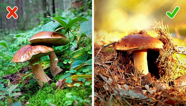 Nhận biết nấm ăn được và nấm độc.Nhiều loại nấm độc có thể khiến bạn gặp nguy hiểm, thậm chí chỉ cần một lần chạm. Một vài loại nấm có dịch nhầy khiến bạn ngứa hoặc bỏng rát. Hãy chia sẻ điều này với con bạn khi cả nhà có chuyến dã ngoại trong rừng. 10-meo-nho-co-the-cuu-song-ban-mot-ngay-nao-do-1