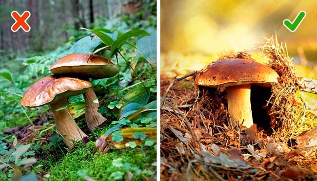 Nhận biết nấm ăn được và nấm độc.Nhiều loại nấm độc có thể khiến bạn gặp nguy hiểm, thậm chí chỉ cần một lần chạm. Một vài loại nấm có dịch nhầy khiến bạn ngứa hoặc bỏng rát. Hãy chia sẻ điều này với con bạn khi cả nhà có chuyến dã ngoại trong rừng. 10-meo-nho-co-the-cuu-song-ban-mot-ngay-nao-do-1