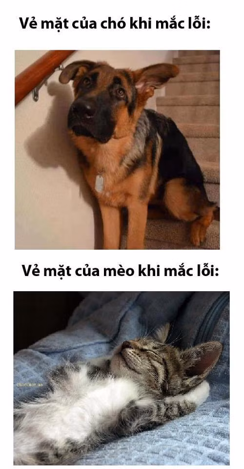 Sự khác biệt giữa chó và mèo. Sự khác biệt giữa chó và mèo.