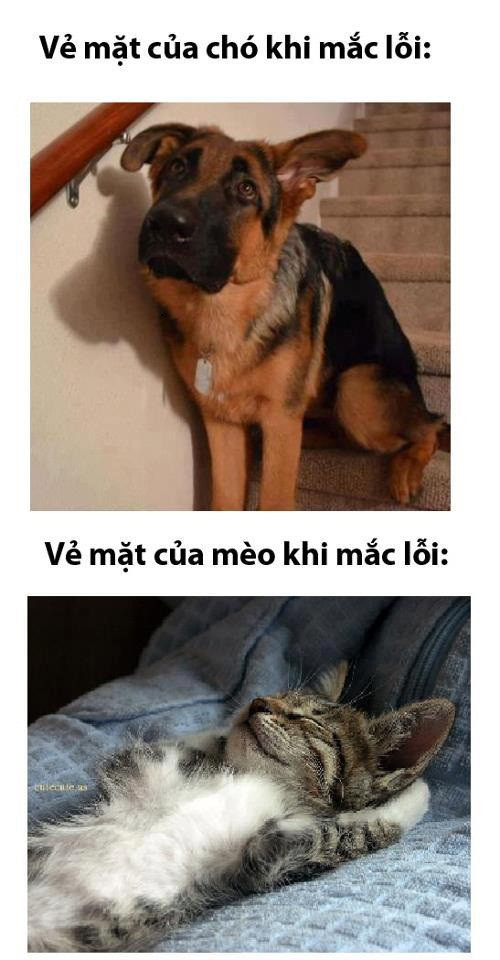 Sự khác biệt giữa chó và mèo. Sự khác biệt giữa chó và mèo.