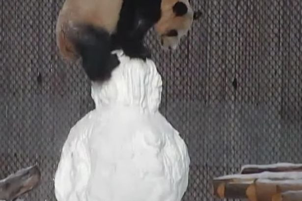 Gấu trúc đánh nhau với “người tuyết” và cái kết ê ẩm hình ảnh 2 gau truc danh nhau voi “nguoi tuyet” va cai ket e am hinh anh 2
