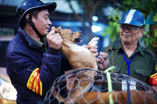 Hà Nội mở rộng mô hình đội săn bắt chó thả rông