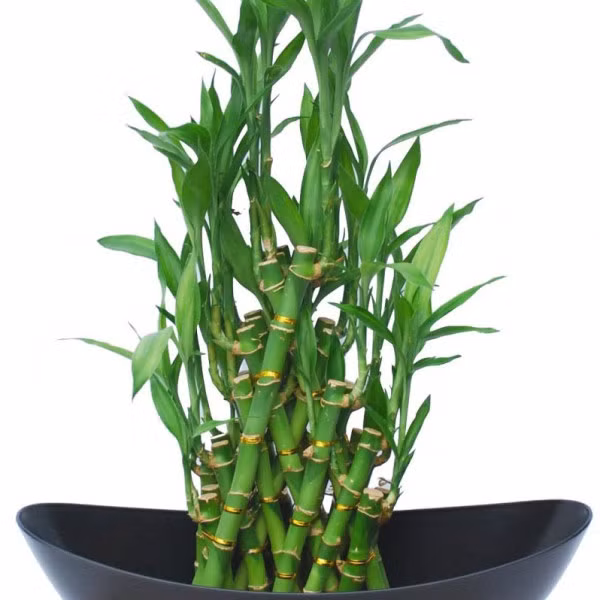 Muốn tăng vận may, gom tiền đầy túi hãy trồng ngay 1 trong 6 loại cây này 0