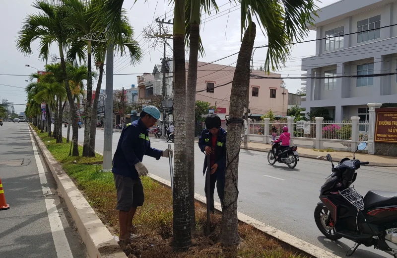 Vì sao hàng cau kiểng hơn chục tuổi ở Sóc Trăng bị “khai tử”?