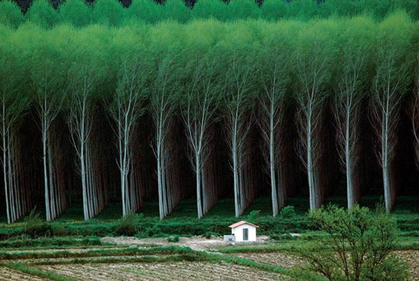 hoan-hao hoan-hao