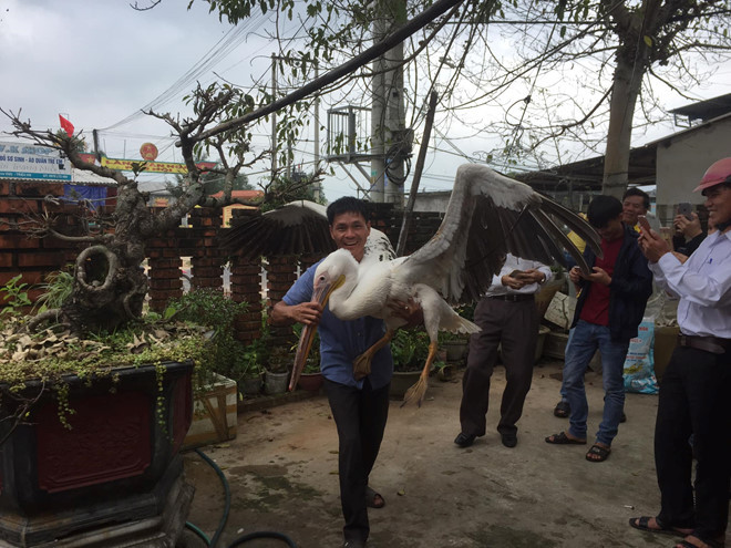 Con chim bồ nông vừa được người dân phát hiện vào sáng nay. /// THANH LỘC