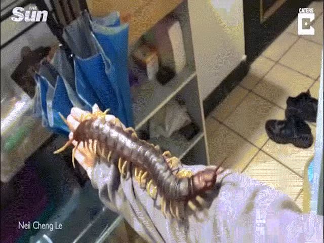 Kinh dị rết khổng lồ bò trên người thanh niên