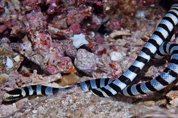 Rắn biển Belcher: Đẹp nhưng "độc" nhất thế giới ảnh 10 Rắn biển Belcher: Đẹp nhưng "độc" nhất thế giới ảnh 10