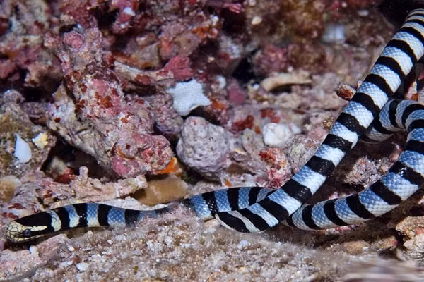 Rắn biển Belcher: Đẹp nhưng "độc" nhất thế giới ảnh 10