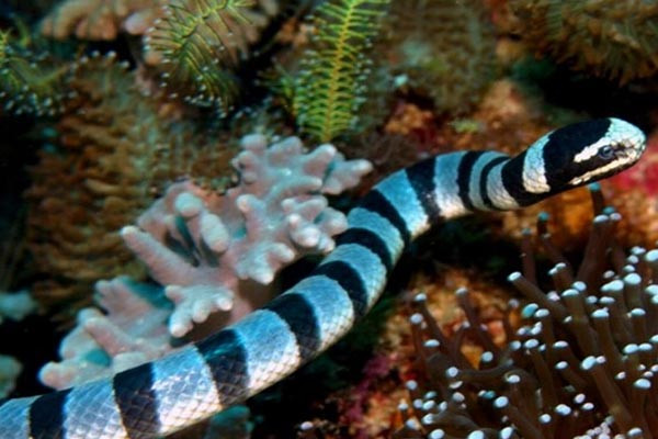 Rắn biển Belcher: Đẹp nhưng "độc" nhất thế giới ảnh 9 Rắn biển Belcher: Đẹp nhưng "độc" nhất thế giới ảnh 9
