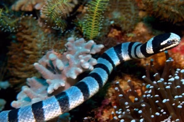 Rắn biển Belcher: Đẹp nhưng "độc" nhất thế giới ảnh 9