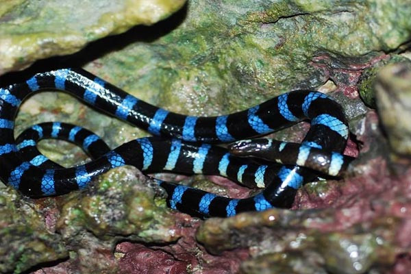 Rắn biển Belcher: Đẹp nhưng "độc" nhất thế giới ảnh 6 Rắn biển Belcher: Đẹp nhưng "độc" nhất thế giới ảnh 6