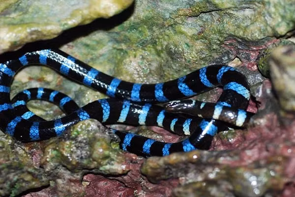 Rắn biển Belcher: Đẹp nhưng "độc" nhất thế giới ảnh 6