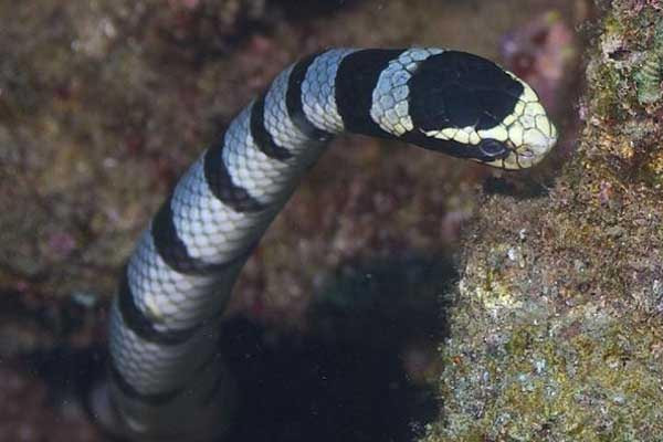 Rắn biển Belcher: Đẹp nhưng "độc" nhất thế giới ảnh 7 Rắn biển Belcher: Đẹp nhưng "độc" nhất thế giới ảnh 7