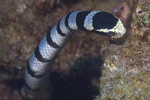 Rắn biển Belcher: Đẹp nhưng "độc" nhất thế giới ảnh 7